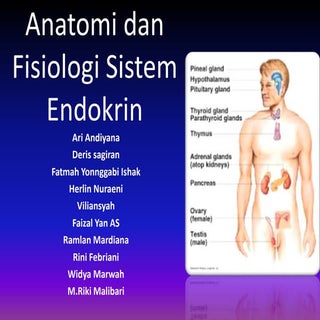 Anatomi dan fisiologi sistem endokrin 