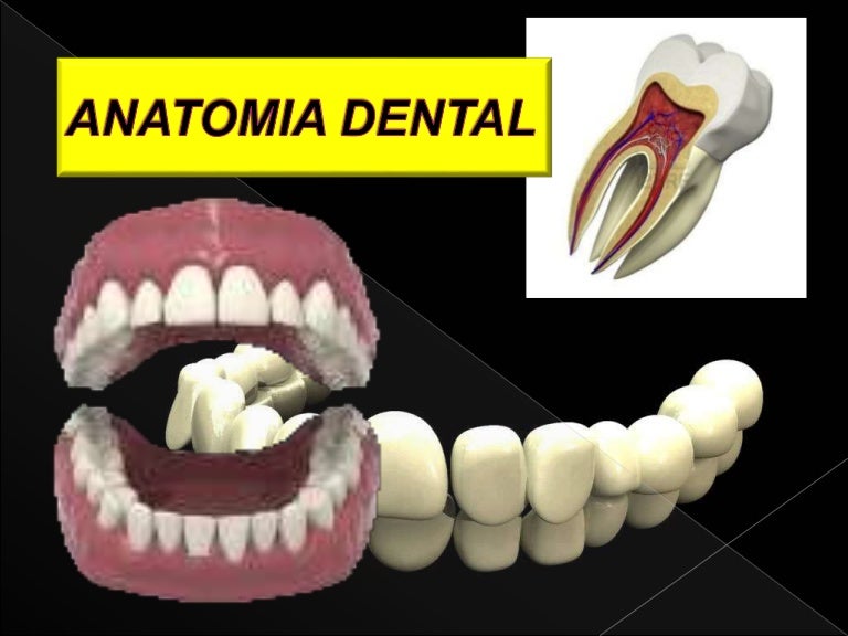 ANATOMIA DENTAL