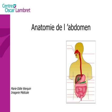 Anatomie abdomen