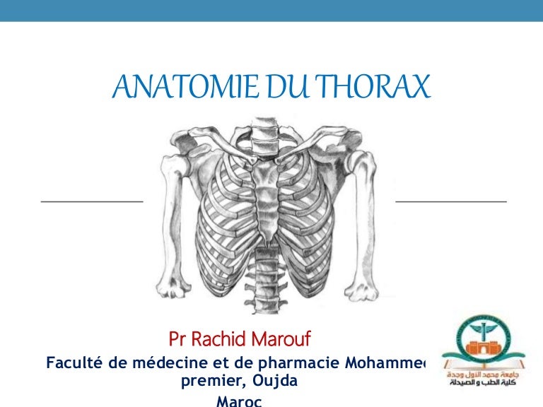 Anatomie Du Thorax Power Point