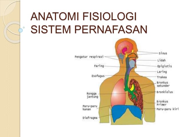 ANATOMI FISIOLOGI Pernafasan.pptx