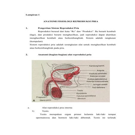 Anatomi fisiologi reproduksi pria