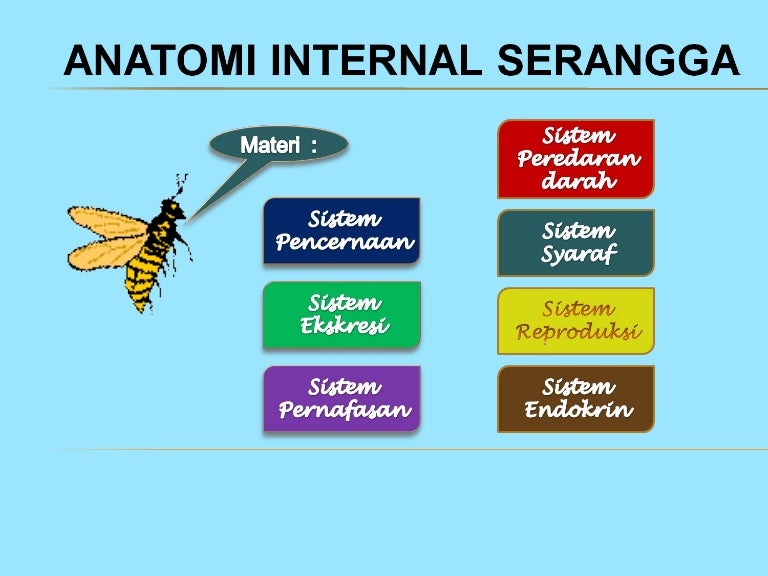 Anatomi Serangga