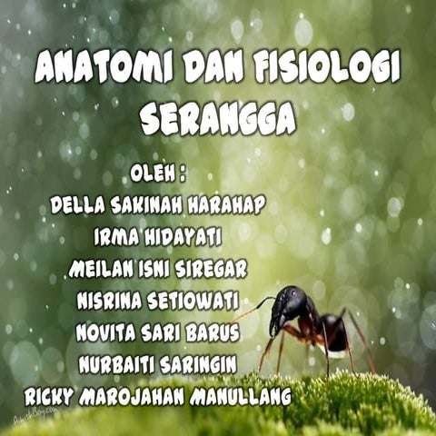 Anatomi serangga