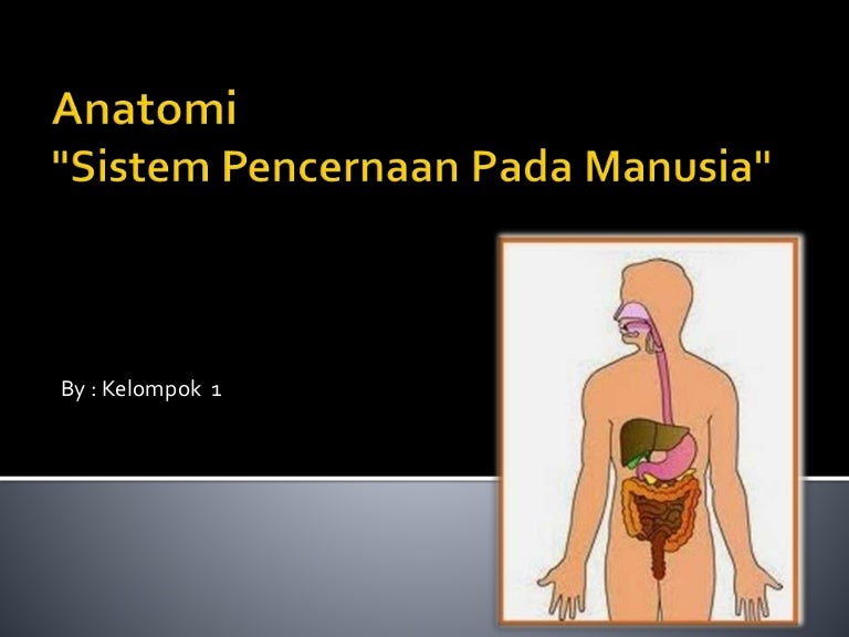 Anatomi Sistem Pencernaan Manusia