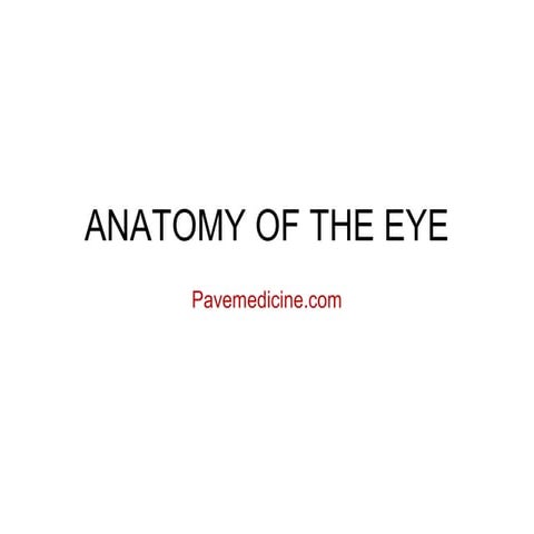 Anatomy Of The Eye