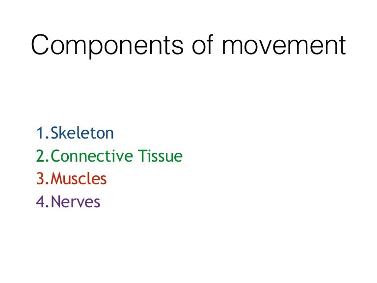 4 components of movement (anatomy)