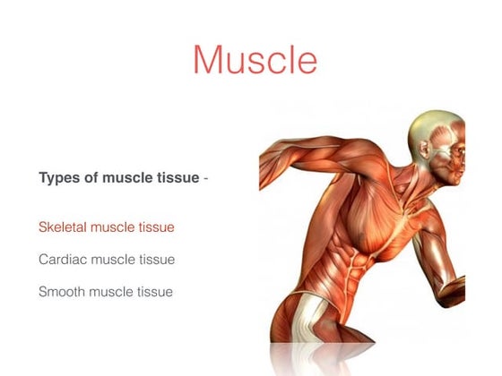 The muscular system powerpoint | PPT
