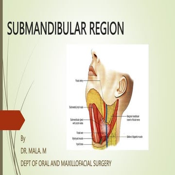anatomy of submandibular region presentation