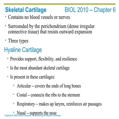 Anatomy and Phisology PP