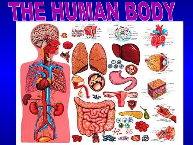 Anatomy and-physiologyppt1424