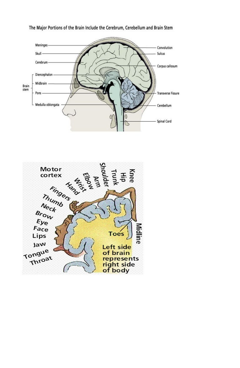 Anatomy..brain