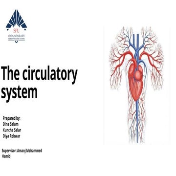 Circulatory System Essay | PDF
