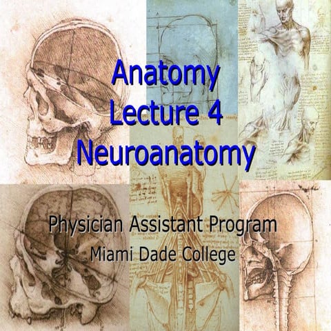 Anatomy Lect 4 Neuroanatomy