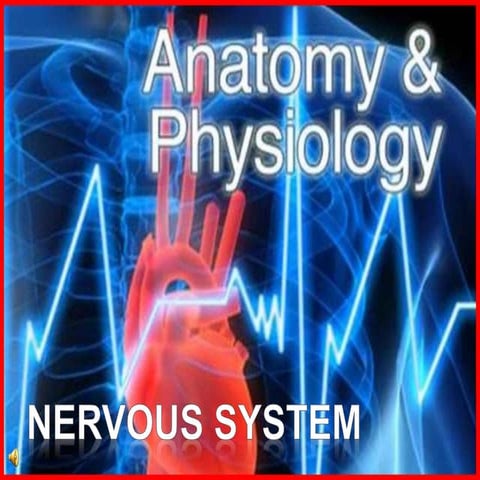 nervous system - general anatomy presentation | PPTX