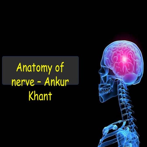 ANATOMY of the  NEURON which gives better idea