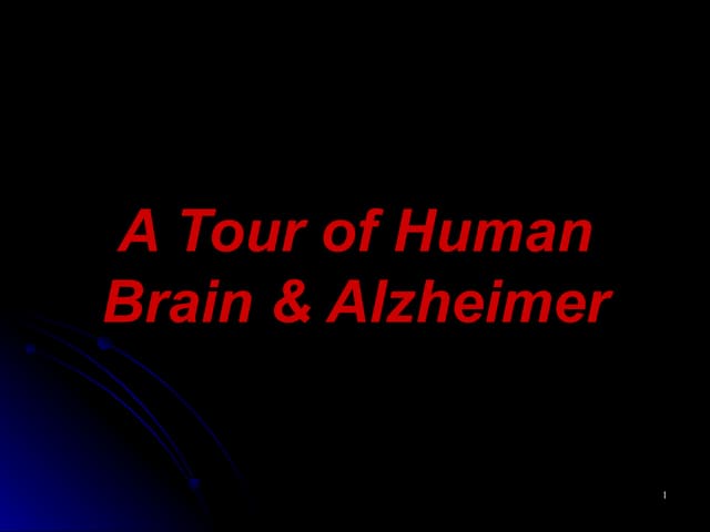Anatomy Of Human Brain