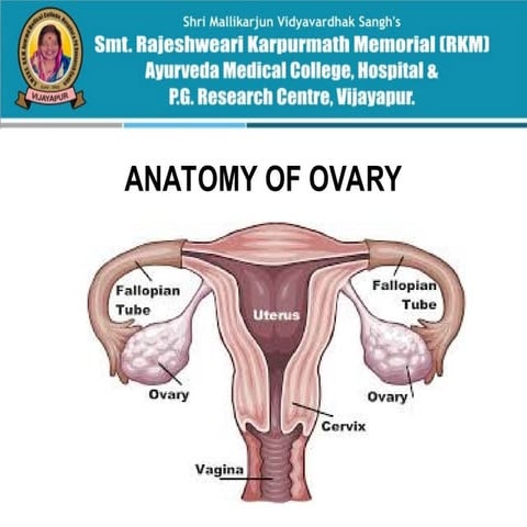 Msc zoology fourth semester -Anatomy-of-Ovaries.ppt