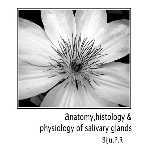 Anatomy salivary gland