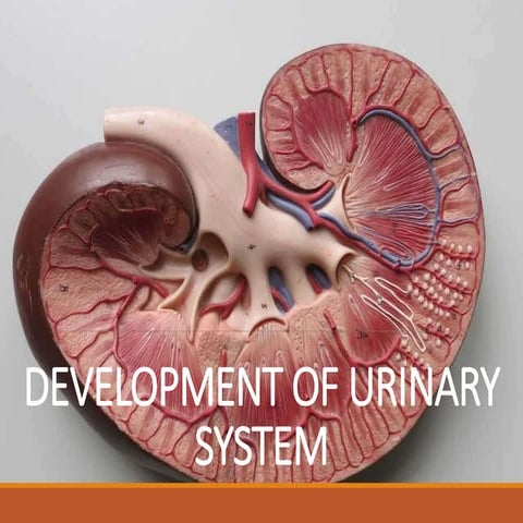 Anatomy-Urinary-System-part-III.pptx
