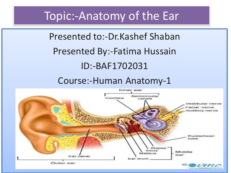 Anatomy 1-The anatomy and physiology of human ear