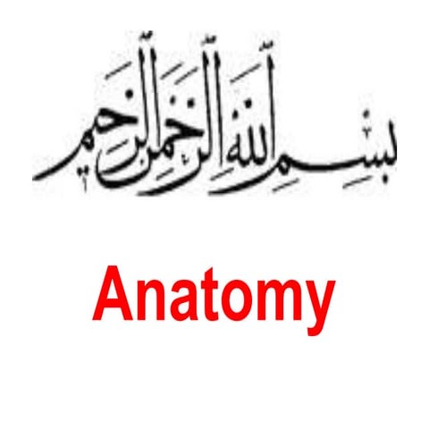 Anatomy (2)