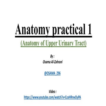 Anatomy (anatomy of upper urinary tract)