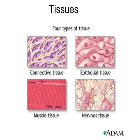 Anatomy And Physiology of Human tissues | PDF