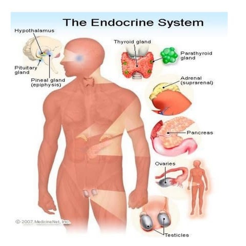Endocrine system visual data 8