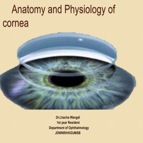 Anatomy and physiology of cornea