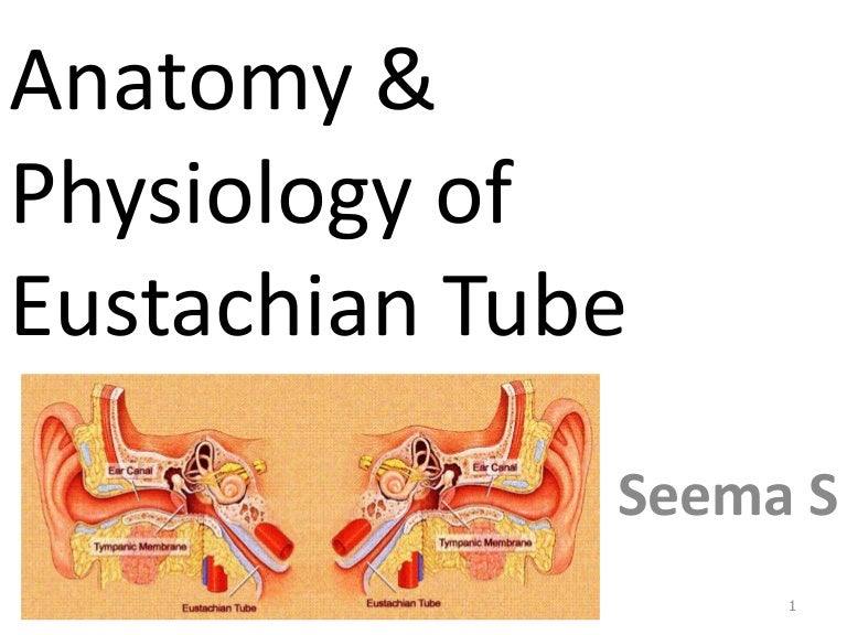 Anatomy and physiology of eustachian tube
