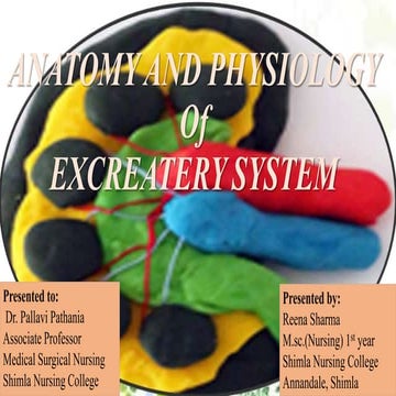 Anatomy and Physiology of Excertery system