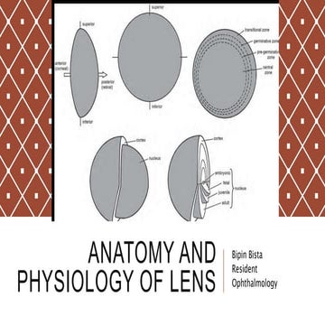 Anatomy and physiology of lens