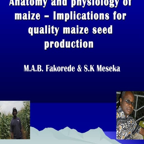 Anatomy and physiology of maize - Implications for quality maize seed production