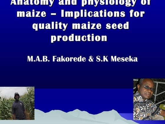 Botany of maize | PPTX