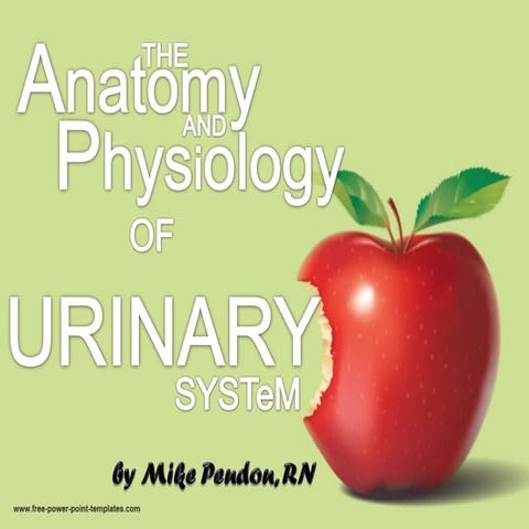Anatomy and physiology of urinary system