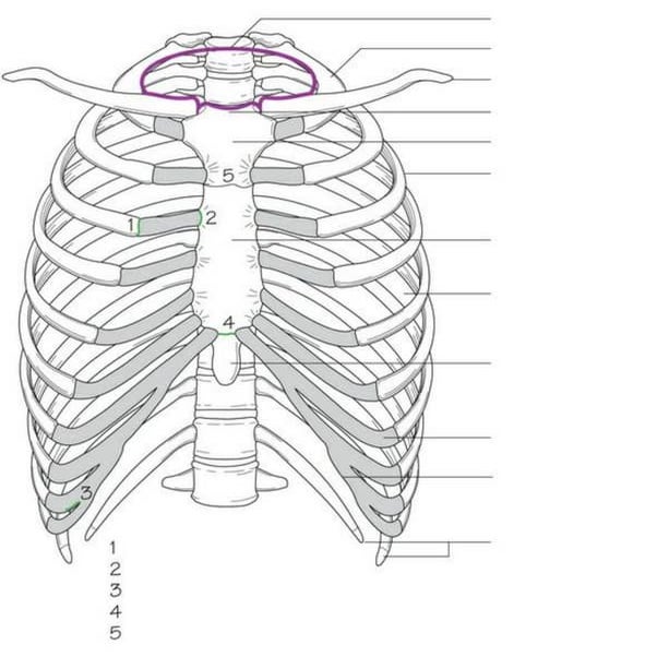Anatomy at a glance flashcards