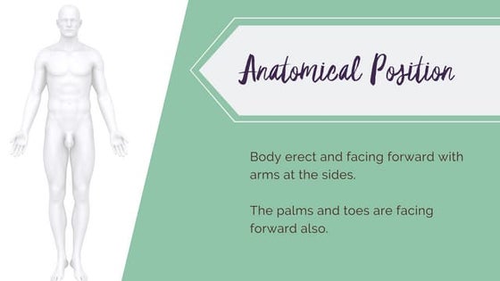 Medical Terminology - Body position | PPTX