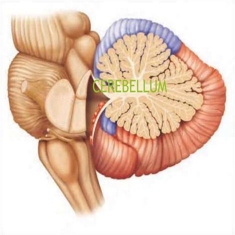 ANATOMY CEREBELLUM  functinal classification.pptx