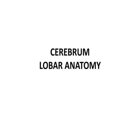 anatomy cerebrum.pptx