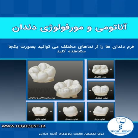 آناتومی و مورفولوژی دندان | PDF