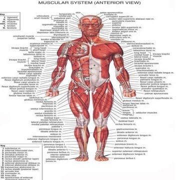 Muscle Origins and Insertion | PPTX