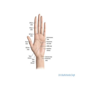 Gross anatomy of the hand with diagrams.pptx