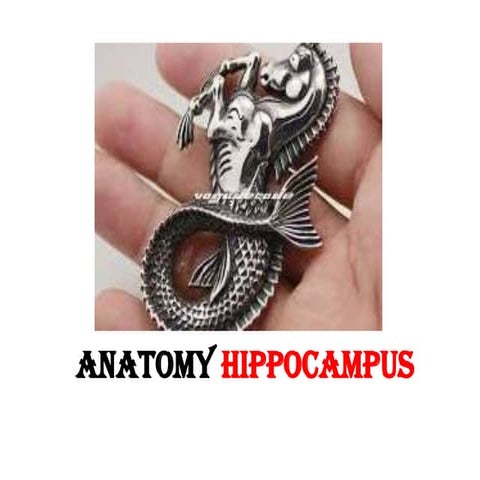 Anatomy of hippocampus ( radiology )