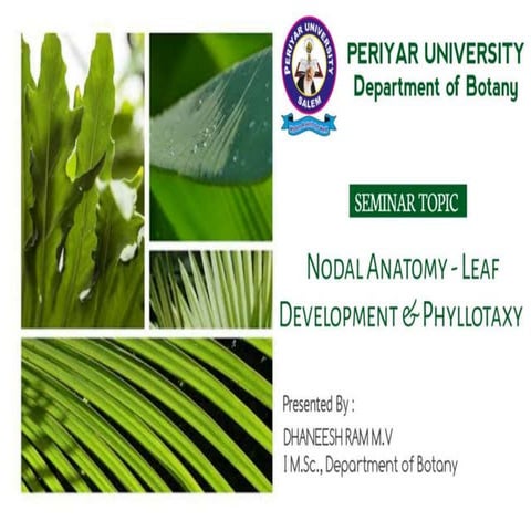 Nodal anatomy, Leaf development & Phyllotaxy