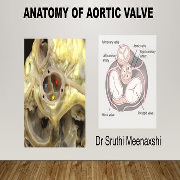 ANATOMY OF AORTIC VALVE -BY DR SRUTHI MEENAXSHI