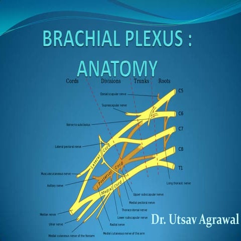 Anatomy of bachial plexus_UTSAV