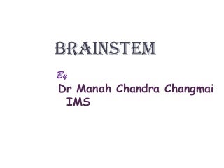 Anatomy of brainstem