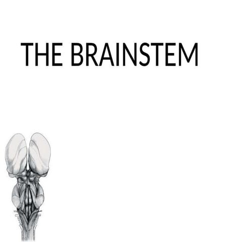 ANATOMY OF BRAINSTEM-DETAILED EXPLANATION.pptx Biology Diagrams