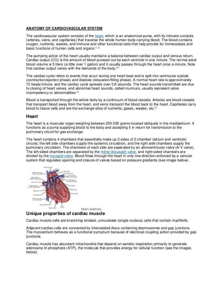 Anatomy Of Cardiovascular System